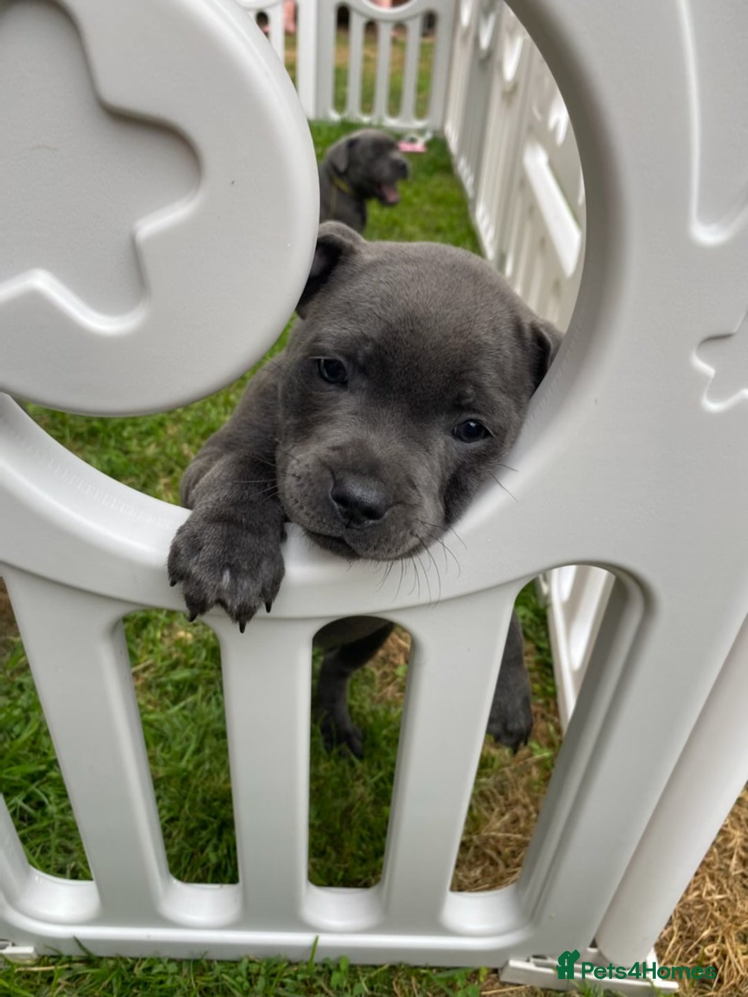 Staffordshire Bull Terrier dogs for sale: KC registered Blue Staffordshire bull terrier’s  in Colchester - Image 20