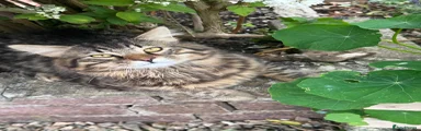 Tig - Tabby 