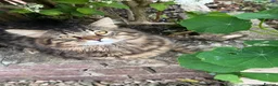 Mixed Breed cats for sale: 2 Adult Cat looking for a good home - Advert 3