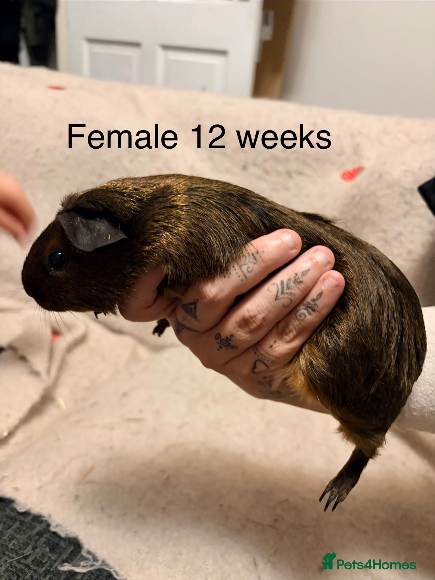 Guinea Pig rodents Agouti baby guinea pigs 5 males 1 female  - Advert 1