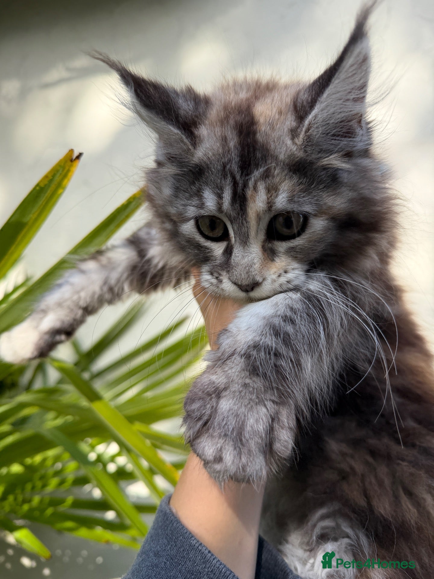 Maine Coon cats Rare Torbie Maine Coon Girls • TICA Registered - Advert 1