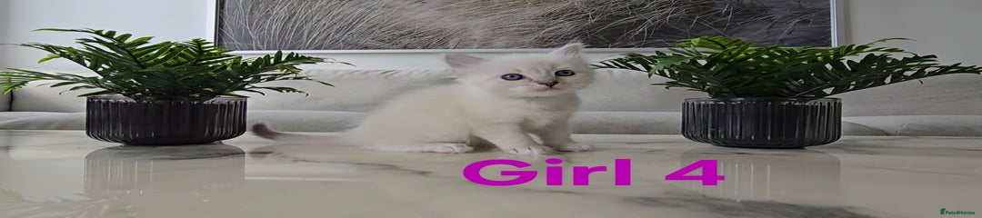 Girl 4