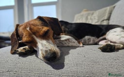 Mixed Breed dogs for adoption: Little Nancy is ready for her forever family! - Image 7