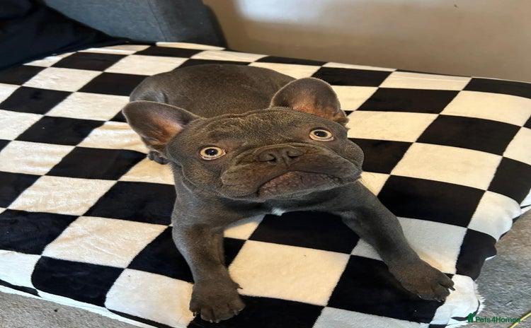 French Bulldog dogs - Advert 1