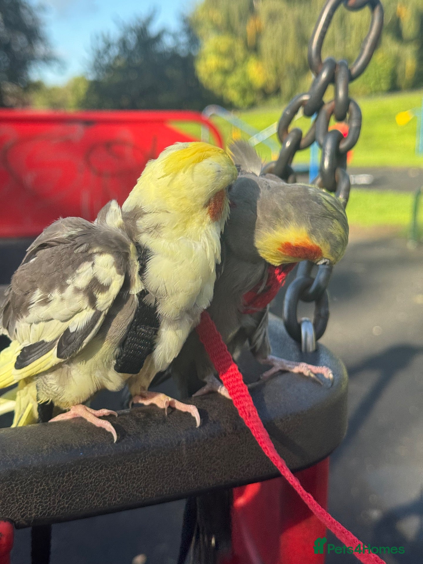 Budgerigars birds Hand tamed/harness trained baby cockatiels  - Advert 20