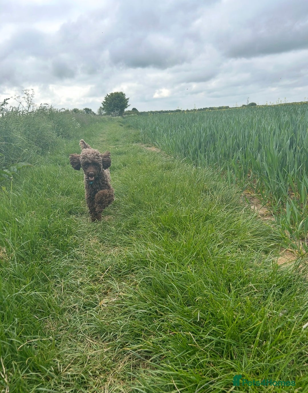 Toy Poodle dogs for stud: Pedro (Choccywoky do dah) - Advert 5