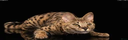 Savannah cats for sale: Stunning F1 Savannah Cat - Advert 1