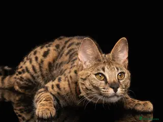 Savannah cats Stunning F1 Savannah Cat - Advert 1