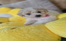 Mixed Breed dogs for sale: Maltipoo puppies  - Image 5