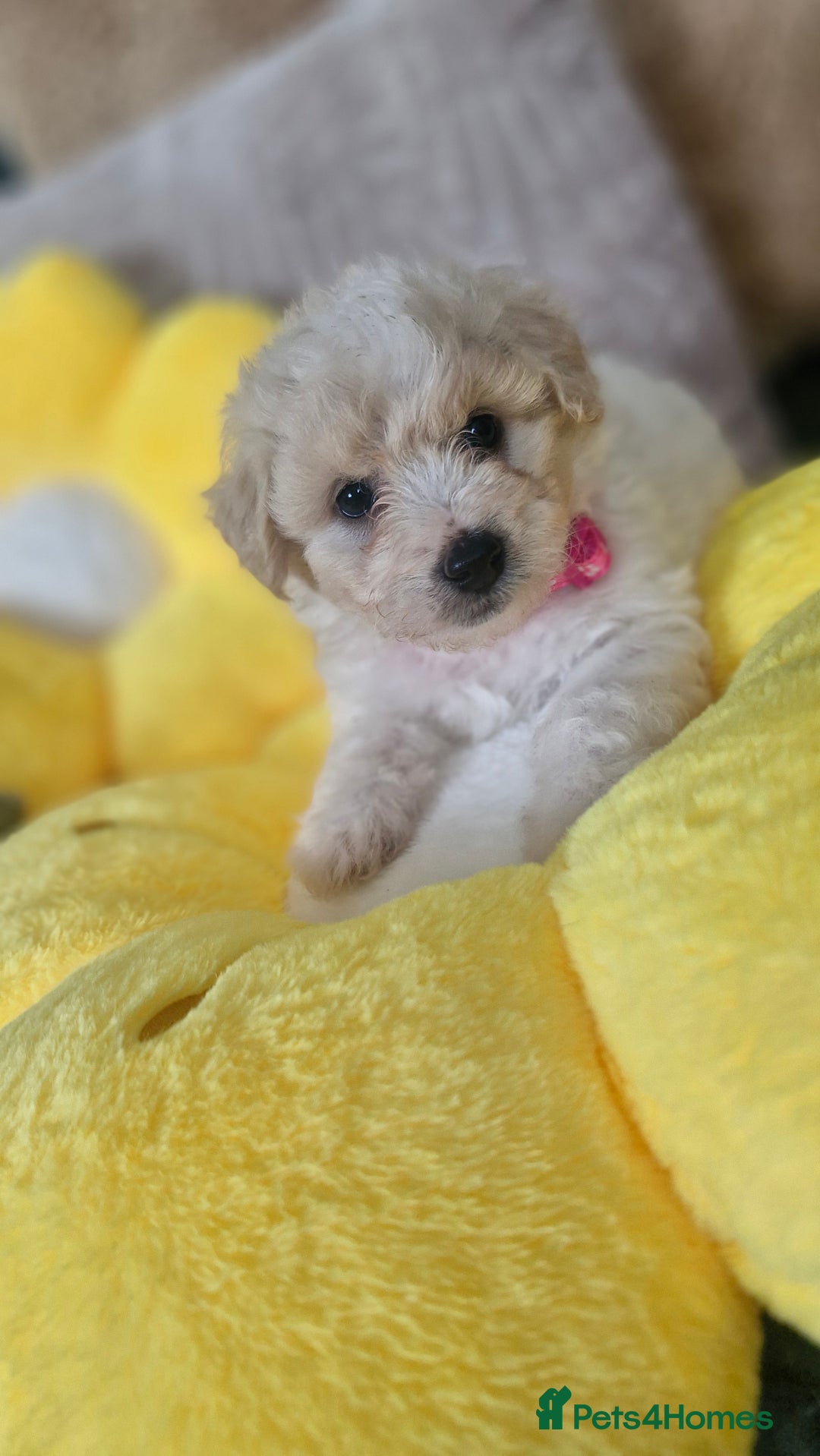 Mixed Breed dogs for sale: Maltipoo puppies  - Image 5