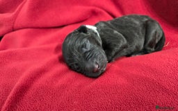 Labrador Retriever dogs for sale: Litter of 8 Labrador Pups Available - Image 4