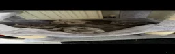 British Shorthair cats for sale: British Shorthair kittens - Advert 2