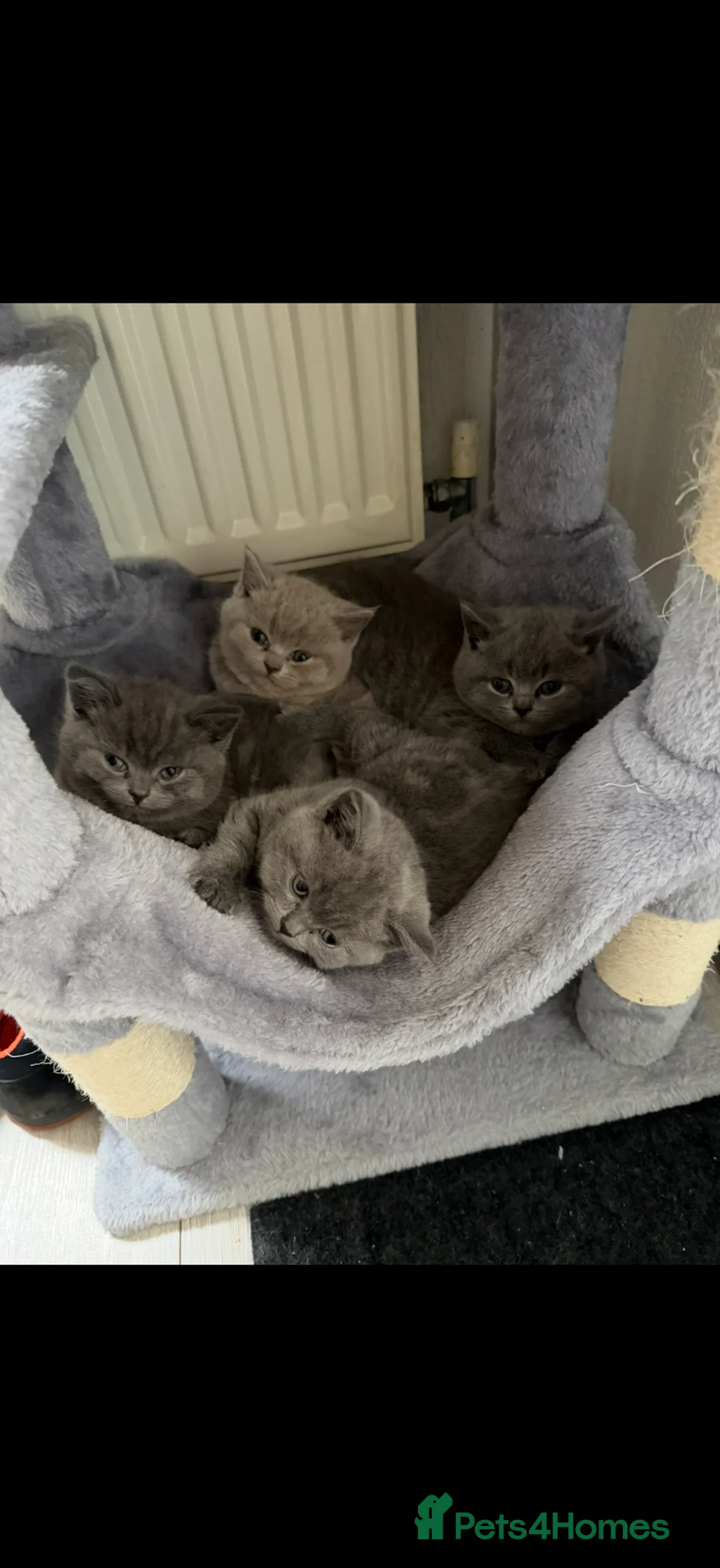British Shorthair cats for sale: British Shorthair kittens - Advert 2