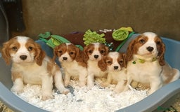 Cavalier King Charles Spaniel dogs for sale: Gorgeous litter of Cavalier King Charles Spaniels - Image 1