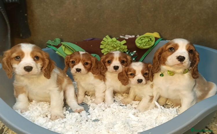 Cavalier King Charles Spaniel dogs - Advert 3