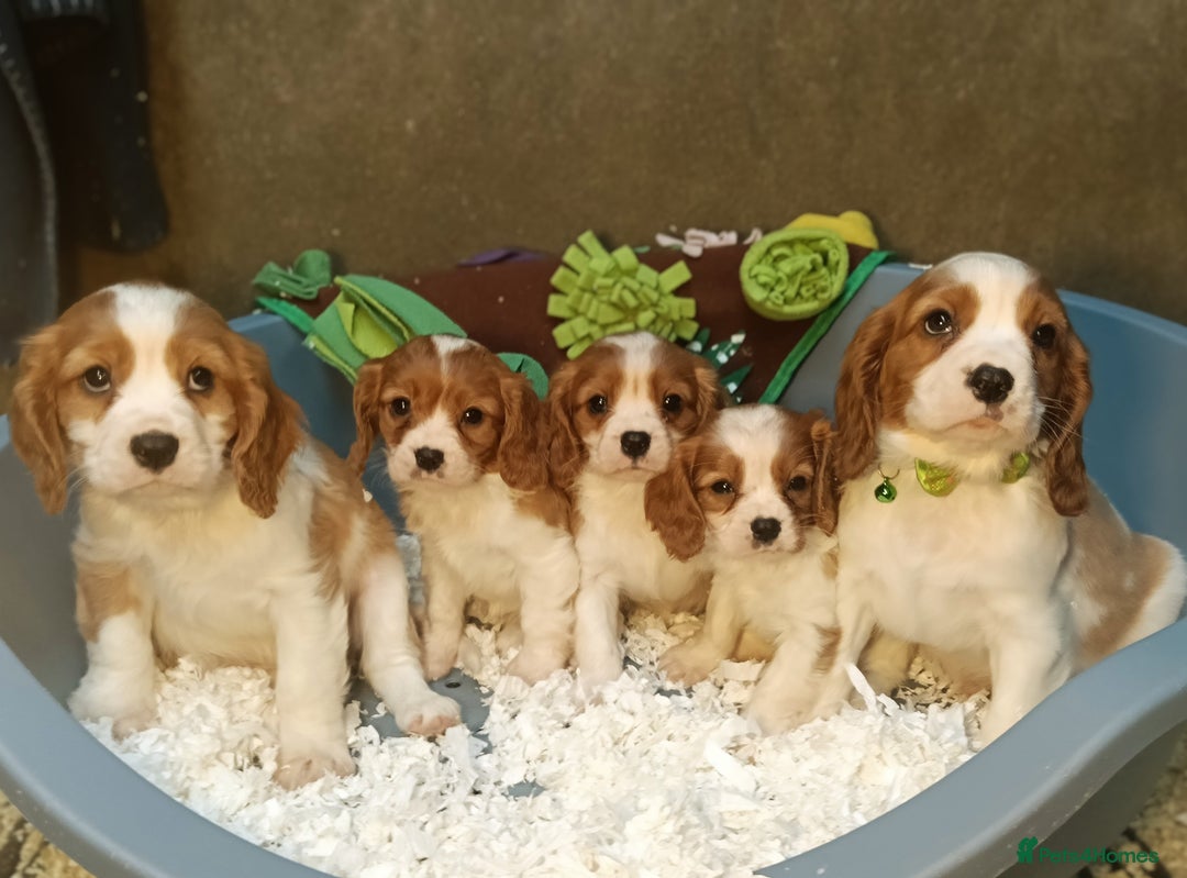 Cavalier King Charles Spaniel dogs for sale: Gorgeous litter of Cavalier King Charles Spaniels - Image 1