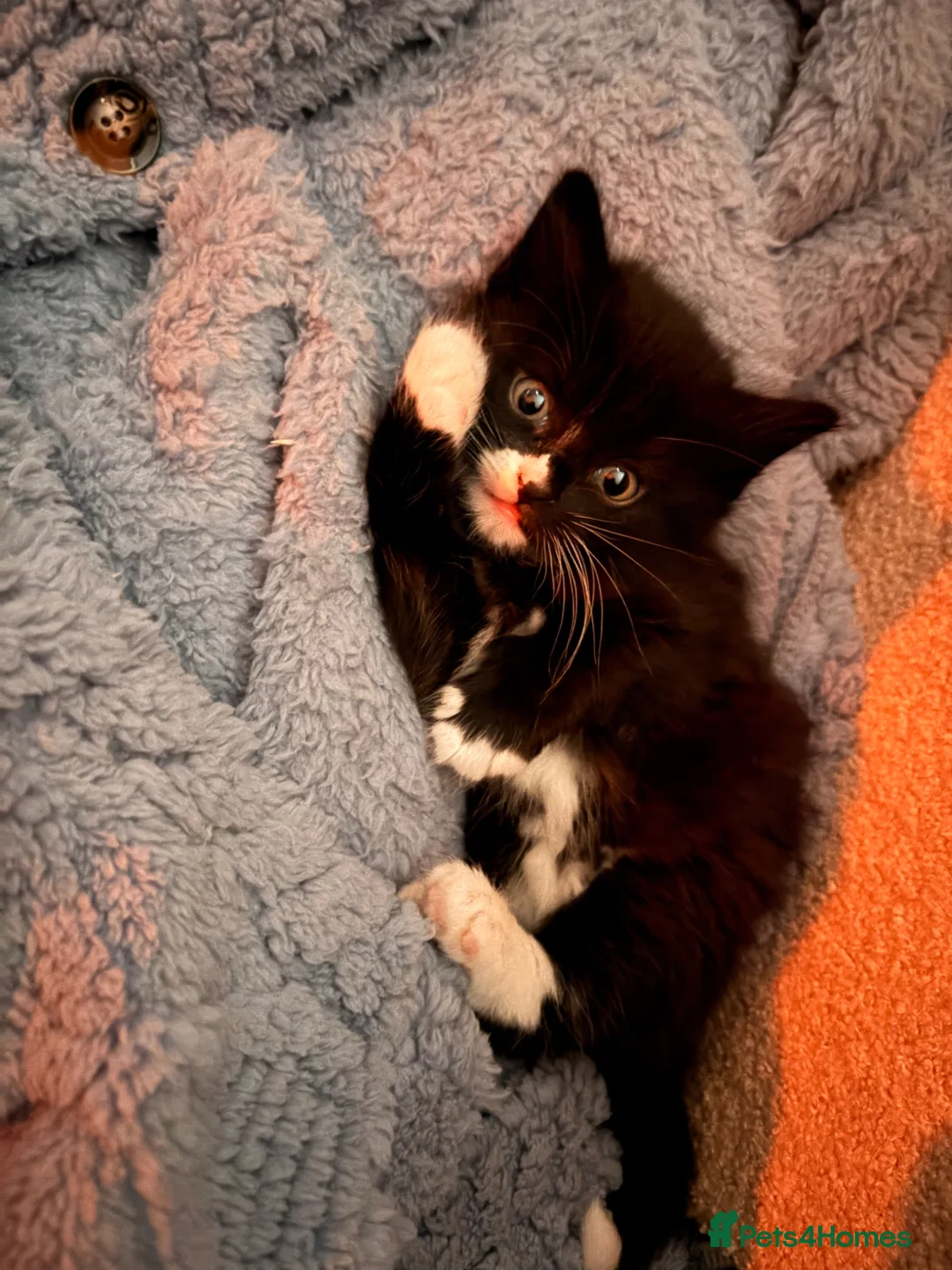 Mixed Breed cats for sale: Kittens for sale  in Cambridge - Advert 1