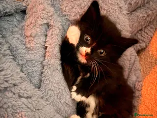 Mixed Breed cats Kittens for sale - Advert 1