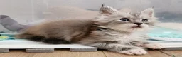 Maine Coon cats for sale: 💫💫Beautiful Maine Coon Kittens💫💫 - Advert 11