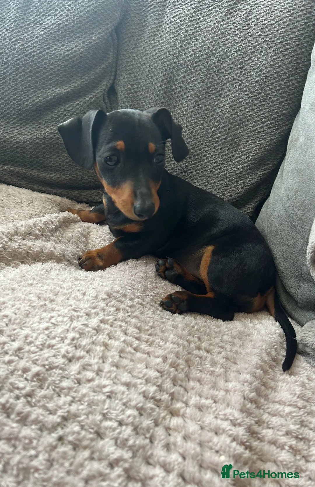 Dachshund dogs for sale: Dash hound puppy  - Advert 3