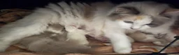 Ragdoll cats for sale: Ragdoll kittens looking for loving homes - Advert 3