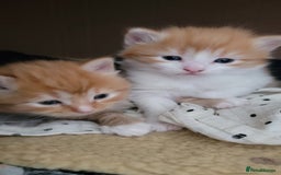 Norwegian Forest Cat cats for sale: Norwegian forest x in Basingstoke - Image 1