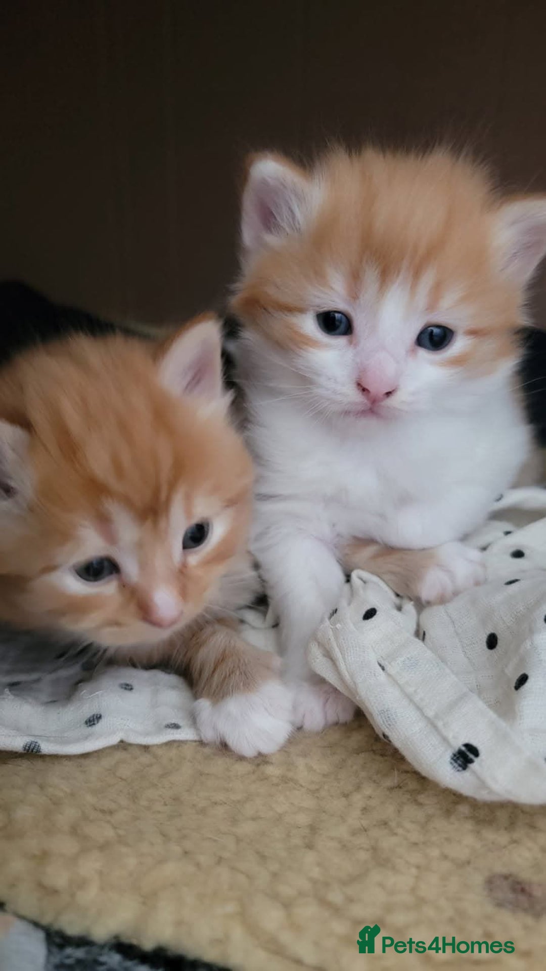 Norwegian Forest Cat cats for sale: Norwegian forest x in Basingstoke - Image 1