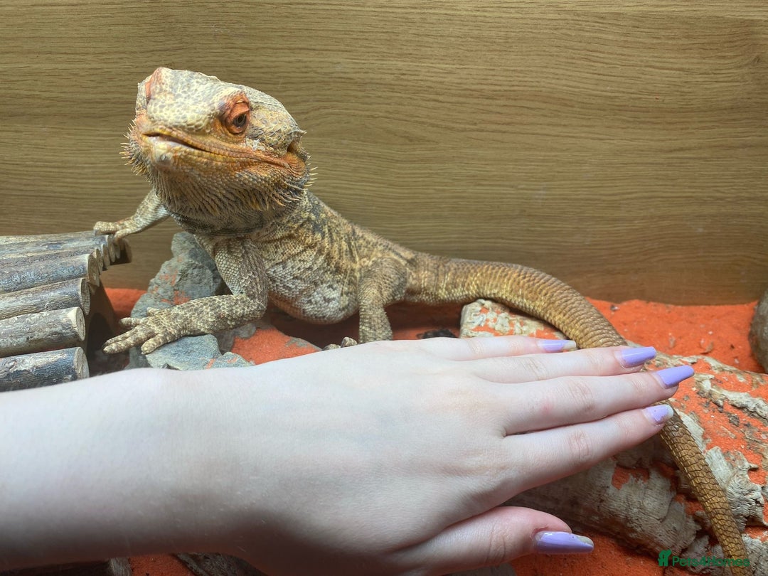 Bearded Dragon reptiles for sale: Male bearded dragon - Image 2