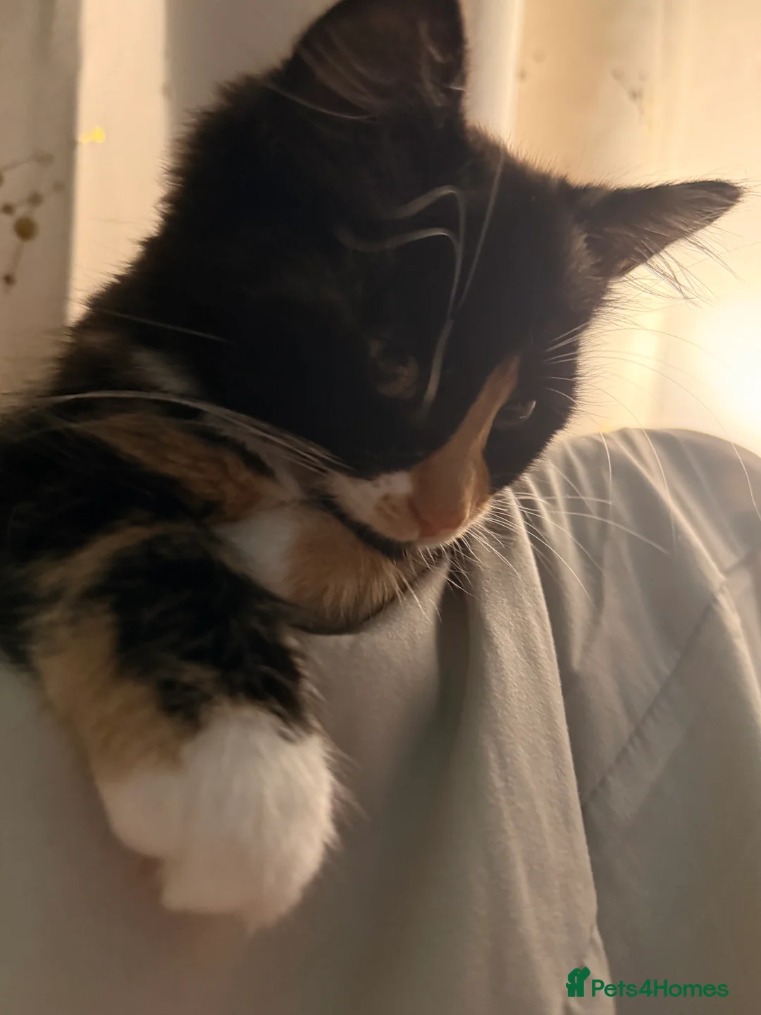 Mixed Breed cats for sale: Female kitten    pending  - Advert 11