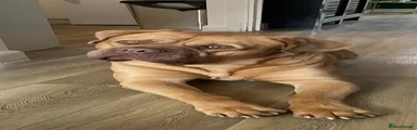 Kong