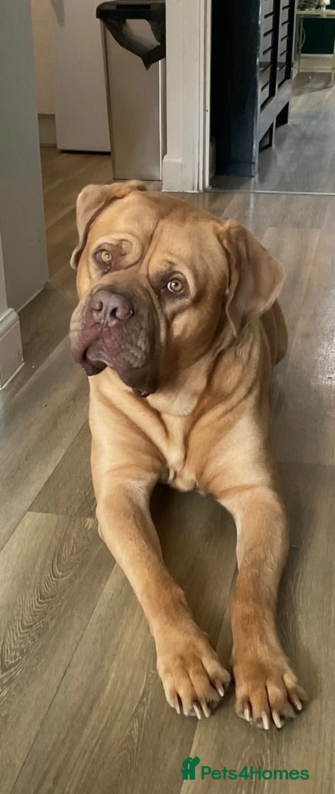 Dogue De Bordeaux dogs for sale: 6 Year Old Dogue de Bordeaux - Advert 4