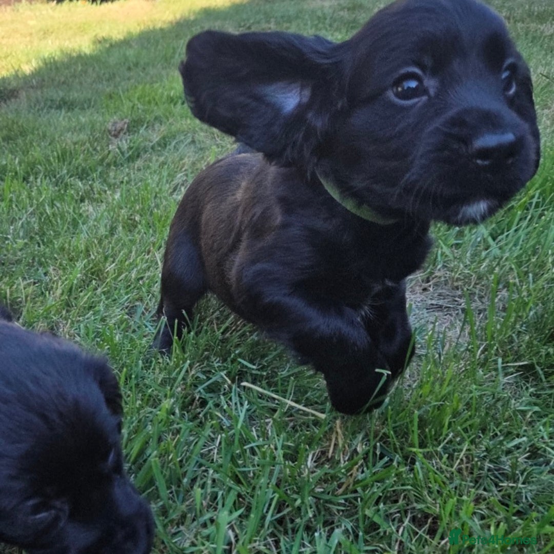 Cocker Spaniel dogs for sale: Working cocker spaniel pup - Image 2