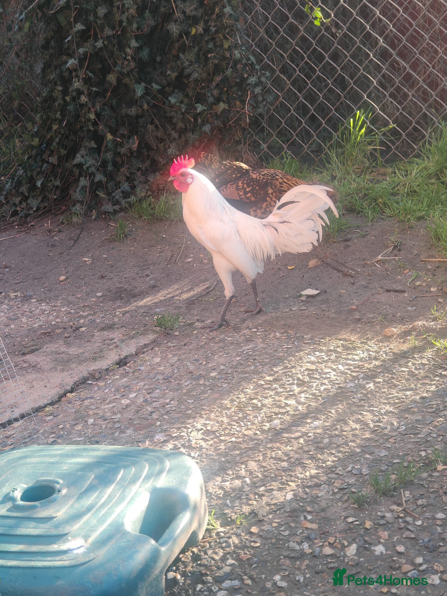 Chickens poultry Male chicken  - Advert 2