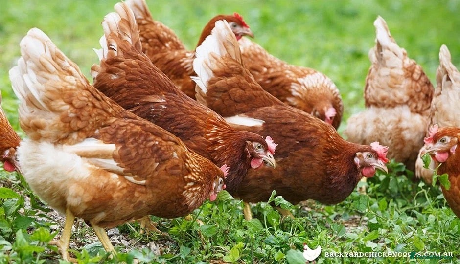 Chickens poultry for sale: Hybrid/warrens/browns/laying hens/point of lay - Advert 1
