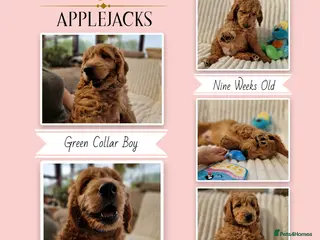 Mini Goldendoodle dogs Miniature Goldendoodle puppies Ready now - Advert 3