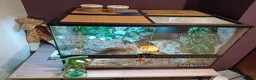 Gecko reptiles for sale: African fat tail gecko plus full set up in Poole - Advert 3