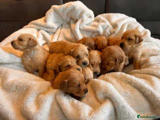 Golden Retriever dogs beautiful KC GR READY 23/12/25 - Advert 1
