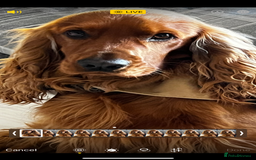 Cocker Spaniel dogs for sale: Beautiful show cocker - Advert 15