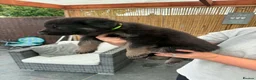 German Shepherd dogs for sale: German Shepard Pups - Ready to leave now! in Goole - Advert 7