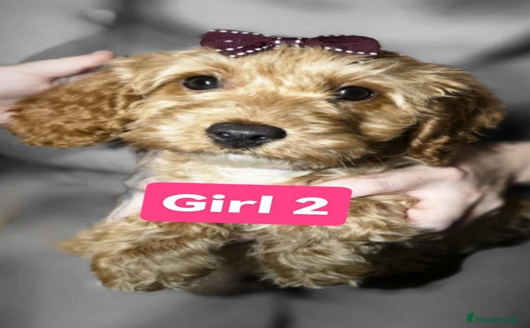 Cockapoo dogs - Advert 15