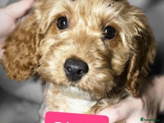 Cockapoo dogs - Advert 1