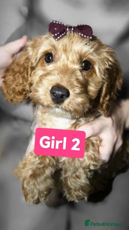 Cockapoo dogs - Advert 1