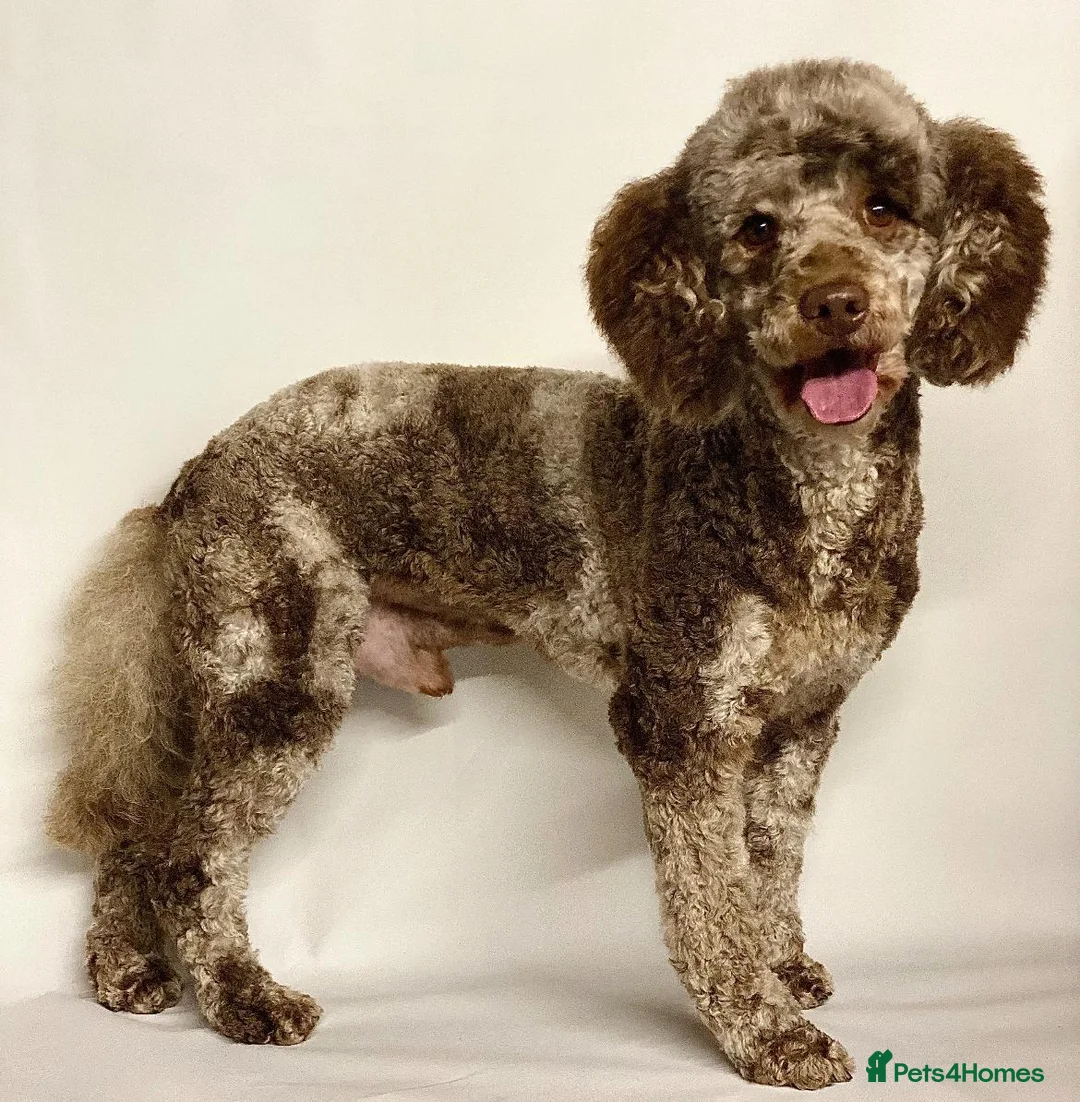 Bordoodle dogs for sale: Merle and Black & White Mini Bordoodles  in Market Harborough - Advert 2