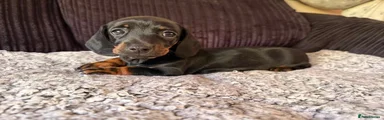 Dachshund 2