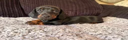 Dachshund dogs for sale: Beautiful Standard Dachshund Puppies  in Tadley - Advert 7