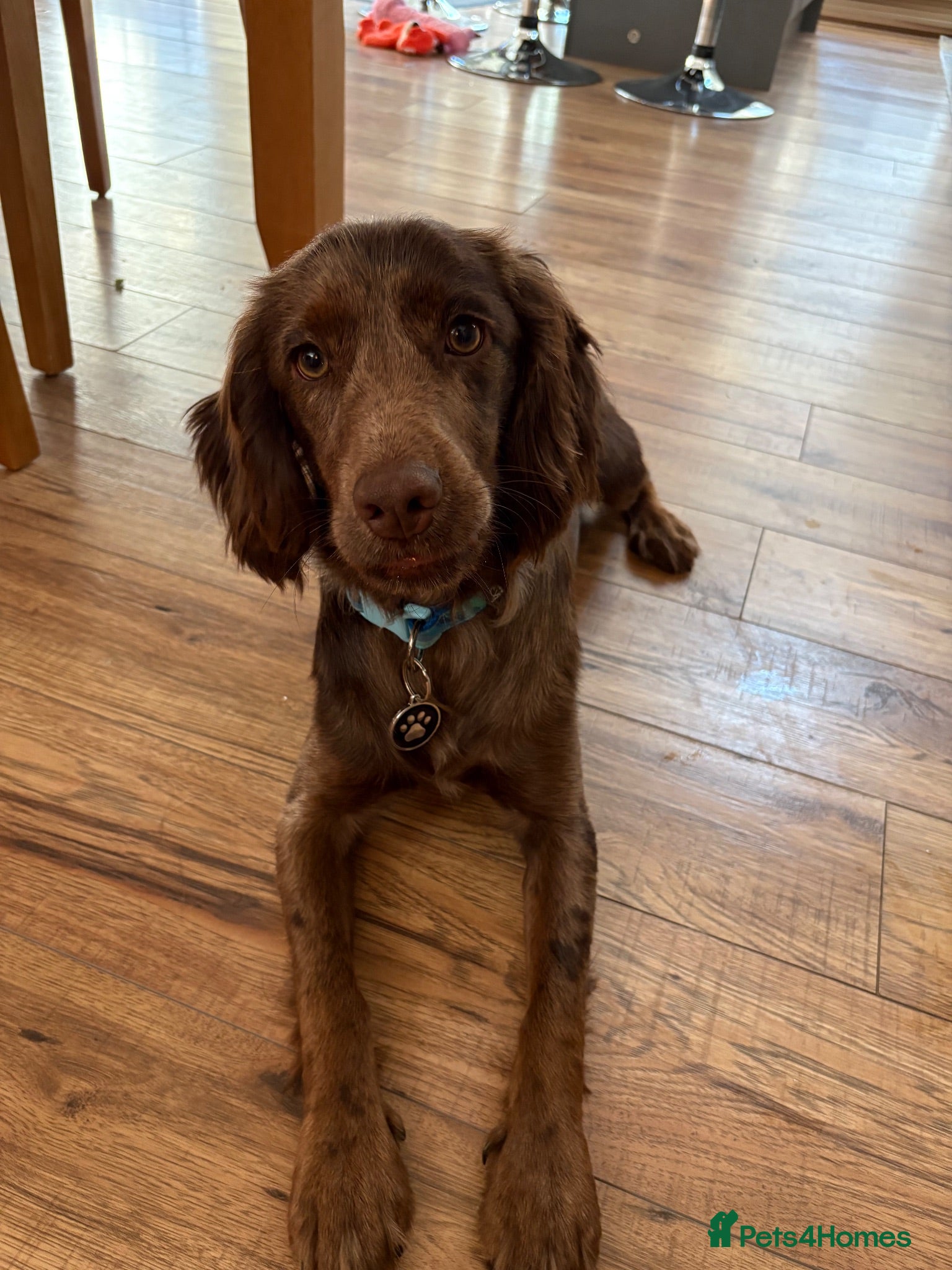 Cocker Spaniel dogs Rehoming Kobi - Advert 1