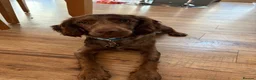 Cocker Spaniel dogs for sale: Rehoming Kobi - Advert 1