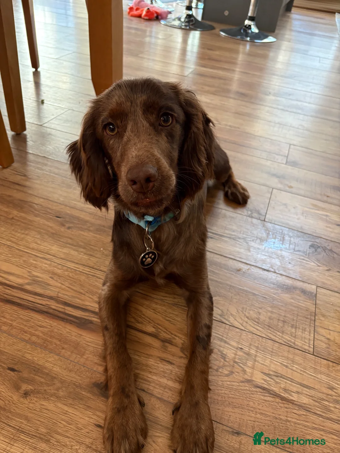Cocker Spaniel dogs for sale: Rehoming Kobi - Advert 1