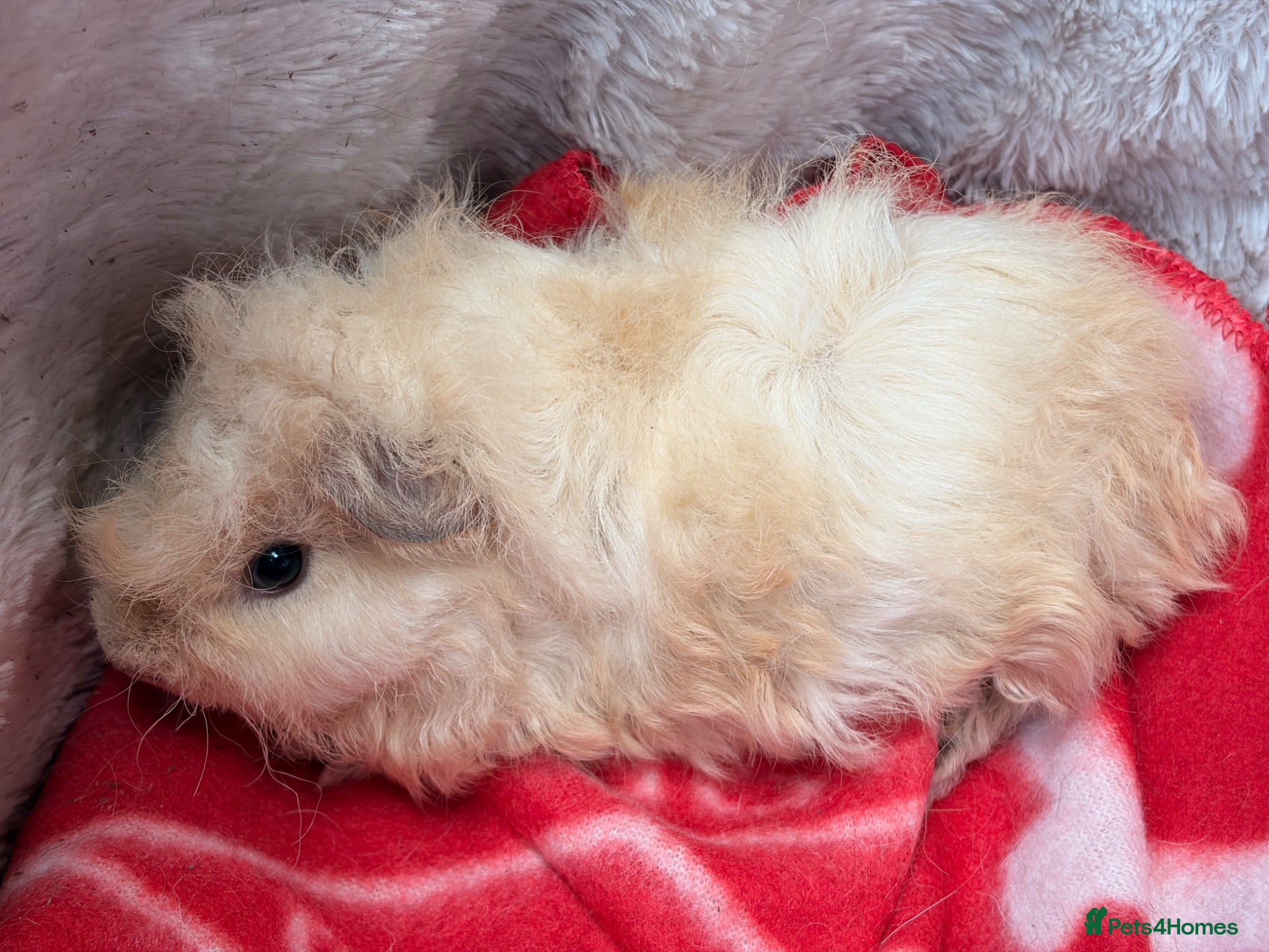 Guinea Pig rodents for sale: BEAUTIFUL BABY BOY GUINEA PIGS - Advert 15