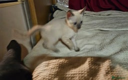 Bengal cats for sale: Cuddly charity donation pay monthly - Image 4